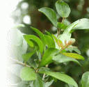 Health Benefits Of Henna Leaves